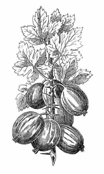 Gooseberry antistress coloring book